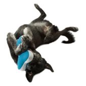 Planet Dog Slobber-Wick Old Soul Bones Dog Toy in Teal - Small (12.7cm H)
