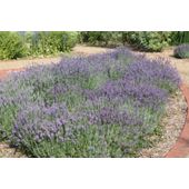 lavender (Lavandula angustifolia 'Munstead')