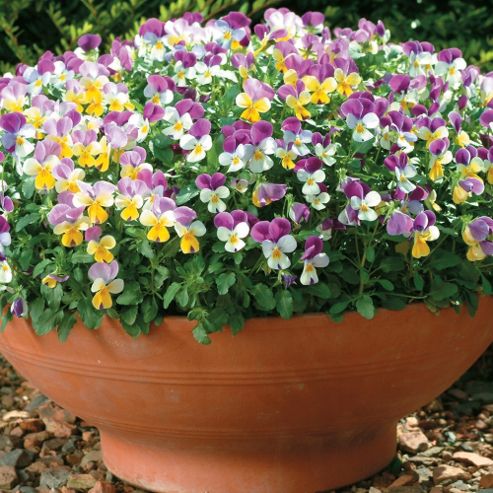 Image of Viola X Williamsiana 'sweeties' - 1 Packet (25 Seeds)