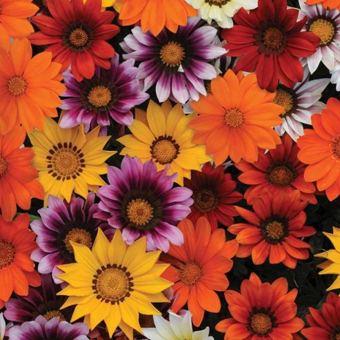 Image of Gazania Splendens 'new Day Mix' F1 Hybrid - 1 Packet (20 Seeds)
