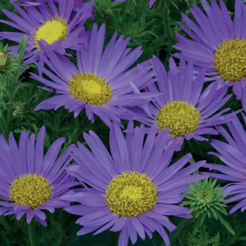 Image of Machaeranthera Tanacetifolia - 1 Packet (100 Seeds)