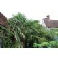 chusan palm (Trachycarpus fortunei)