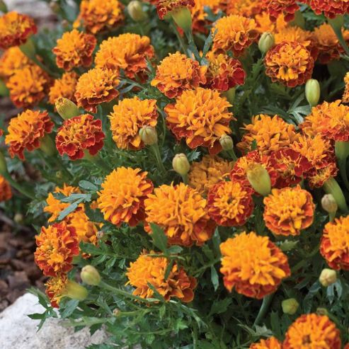 Image of Marigold 'mowgli Bicolour' - 1 Packet (60 Seeds)