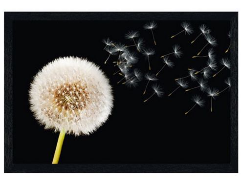 Image of Black Wooden Framed Dandelion Dream Poster