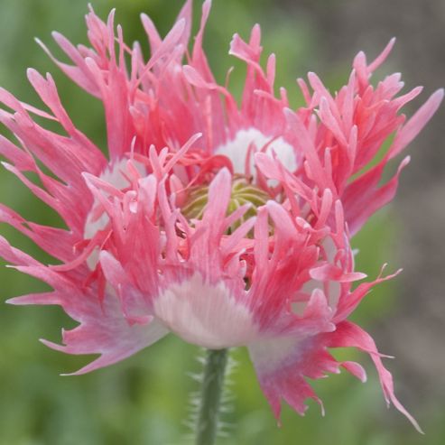 Image of Poppy 'pink Fizz' - 1 Packet (500 Seeds)