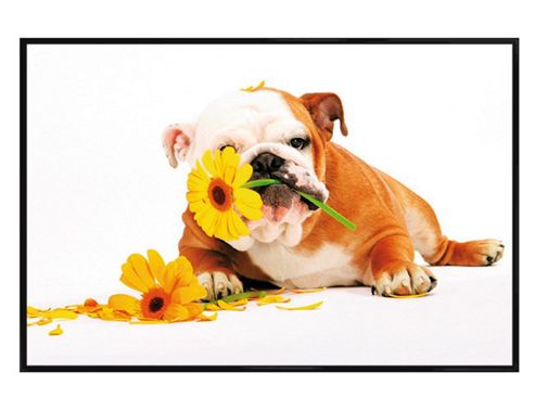 Image of Bulldog Mayhem Gloss Black Framed Good Morning! Poster