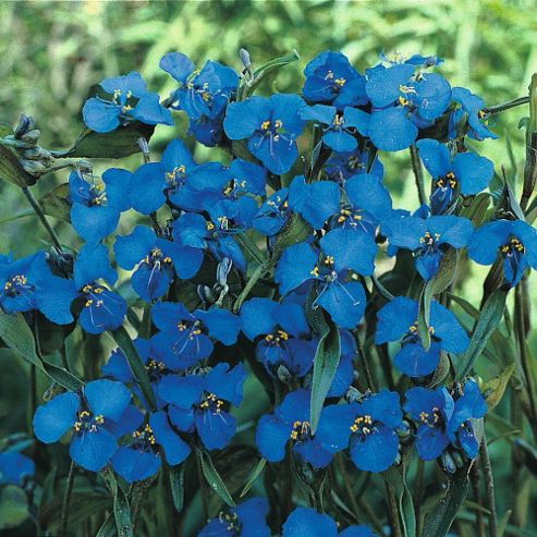 Image of Commelina Dianthifolia - 1 Packet (25 Seeds)