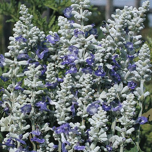 Image of Salvia Farinacea 'strata' - 1 Packet (80 Seeds)