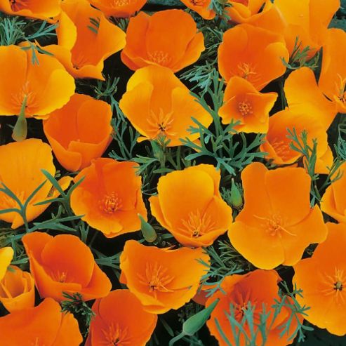 Image of Californian Poppy 'sun Shades' - 1 Packet (100 Seeds)