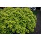 Mexican orange blossom (Choisya ternata Sundance ('Lich') (PBR))