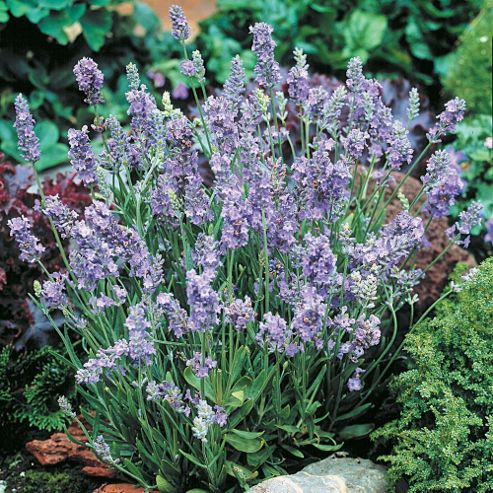Image of Lavender 'ellagance Sky' - 1 Packet (20 Seeds)