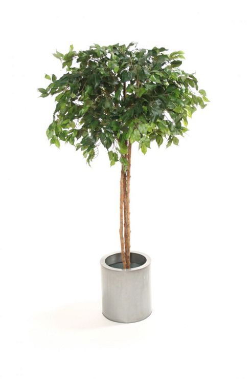 Image of Artificial 5ft Ficus Natasja Tree