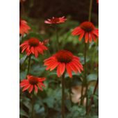 coneflower (Echinacea 'Sundown' (Big Sky Series))