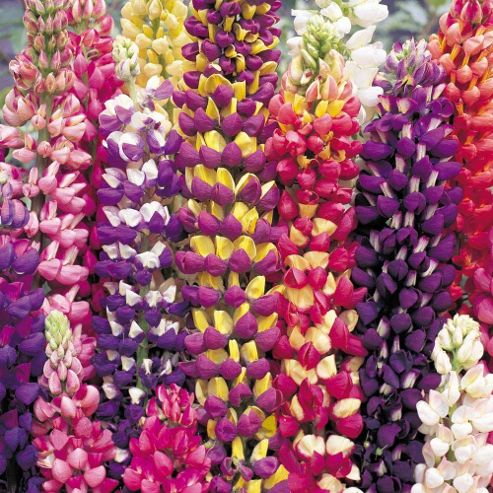 Image of Lupin 'tutti Frutti'&trade; - 1 Packet (40 Seeds)