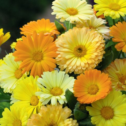 Image of Calendula Officinalis Nana 'fruit Twist' - 1 Packet (80 Seeds)
