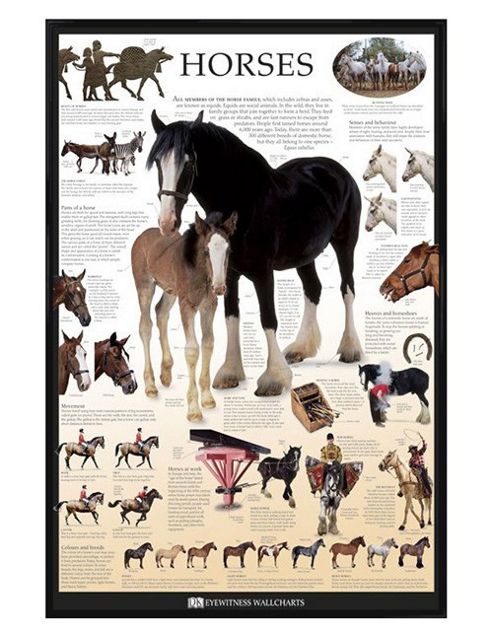 Image of Dorling Kindersley Gloss Black Framed Horses Poster