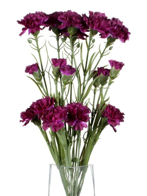 Image of Artificial 70cm Single Stem Multi Headed Purple Carnations X 6
