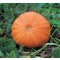 pumpkin (pumpkin 'Hundredweight')