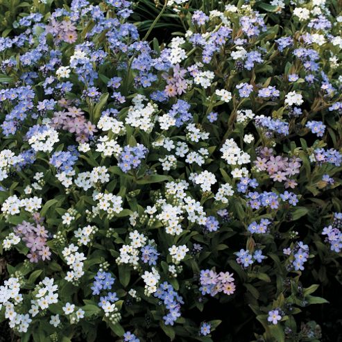 Image of Myosotis Sylvatica 'bobo Mixed' - 1 Packet (100 Seeds)