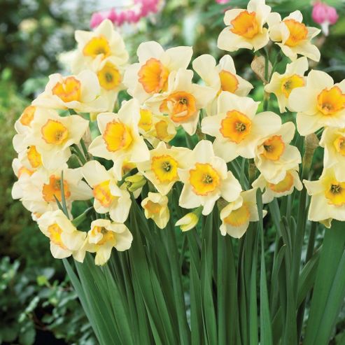 Buy Narcissus 39;Yazz39;  4 bulbs from our Bulbs range  Tesco