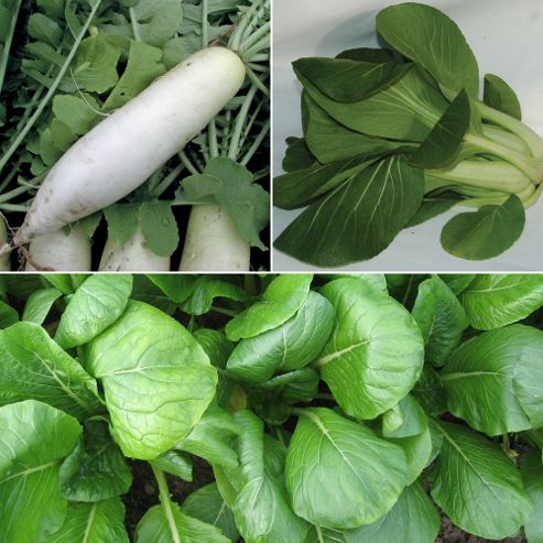 Image of Oriental Vegetable Collection - 3 Packets (500 Seeds In Total)
