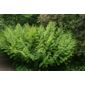 royal fern (Osmunda regalis)