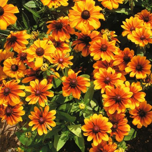 Image of Rudbeckia Hirta 'rustic Dwarfs Mixed' - 1 Packet (350 Seeds)
