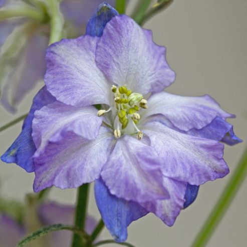 Image of Larkspur 'fancy Purple Picotee' - 1 Packet (150 Seeds)