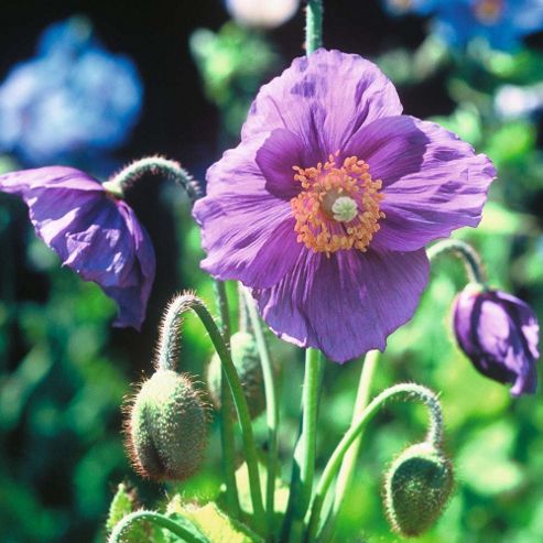 Image of Meconopsis Baileyi 'hensol Violet' - 1 Packet (40 Seeds)