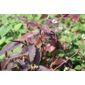bistort (Persicaria microcephala 'Red Dragon (PBR)')