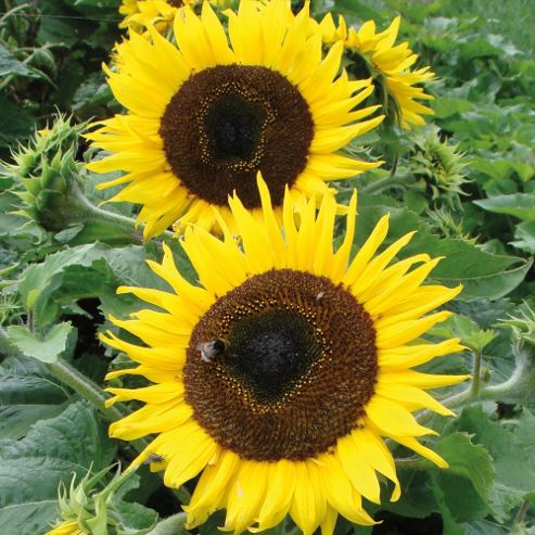 Image of Sunflower 'choco Sun' - 1 Packet (10 Seeds)