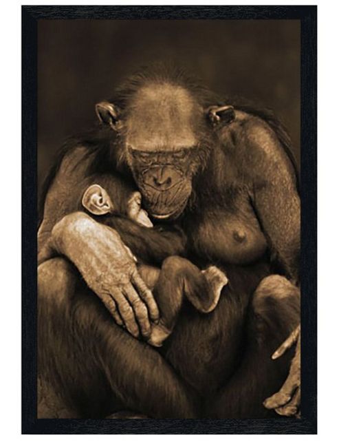 Image of Chimpanzee With Child Black Wooden Framed Motherhood Poster