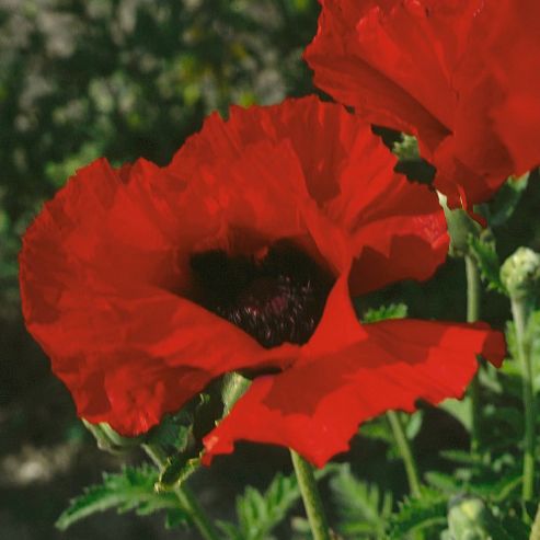 Image of Poppy 'brilliant' - 1 Packet (180 Seeds)