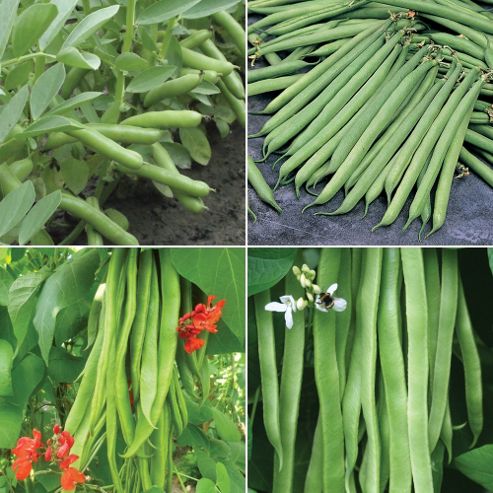 Image of Top Bean Collection - 4 Packets (195 Seeds In Total)