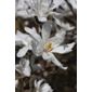 star magnolia (Magnolia stellata)