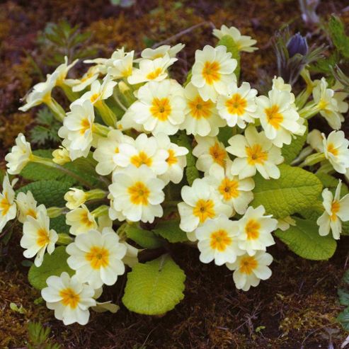 Image of Primula Vulgaris - 1 Packet (50 Seeds)