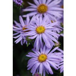 aster (Aster × frikartii 'Mönch')