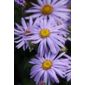 aster (Aster × frikartii 'Mönch')