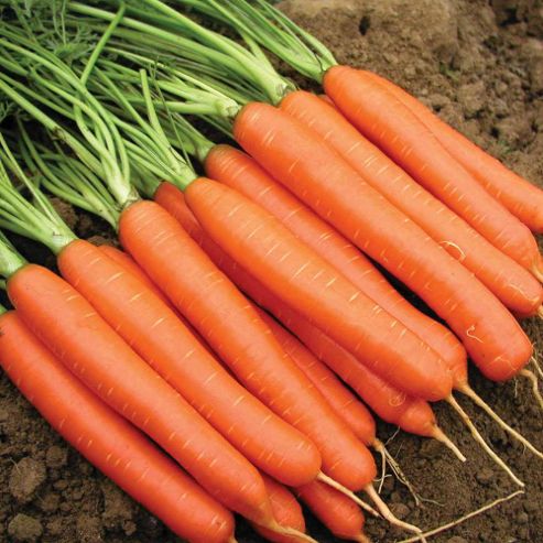 Image of Carrot 'romance' F1 Hybrid - 1 Packet (400 Carrot Seeds)