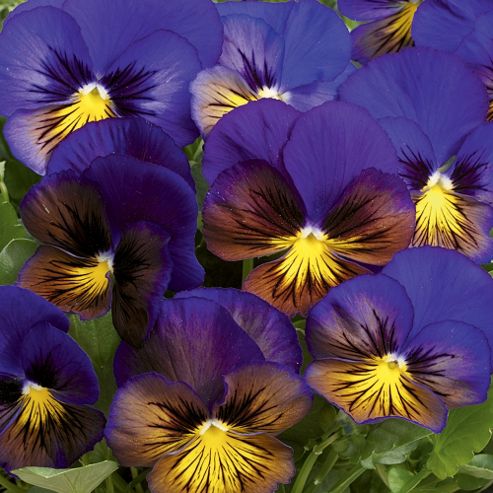 Image of Pansy 'karma Blue Butterfly' F1 Hybrid - 1 Packet (20 Seeds)
