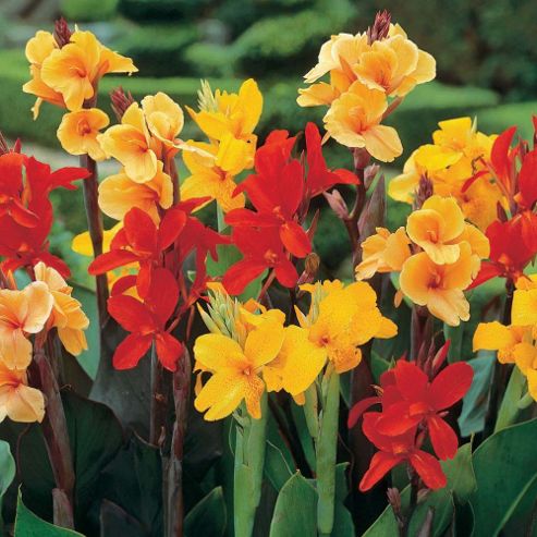 Image of Canna Indica 't&m Hybrids' - 1 Packet (15 Seeds)