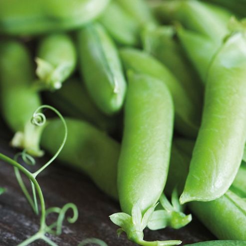 Image of Pea 'boogie' (maincrop) - 1 Packet (250 Pea Seeds)