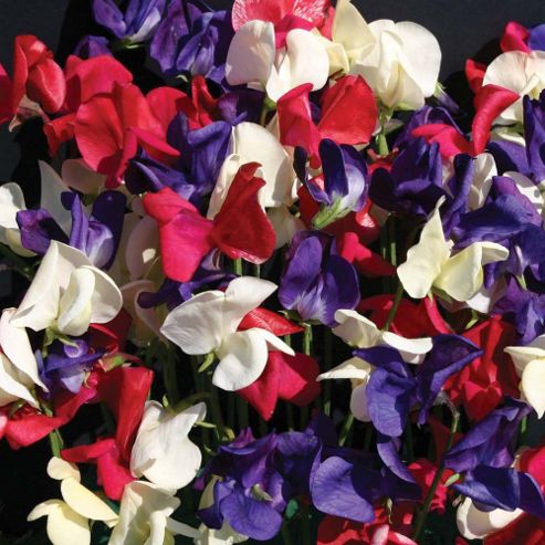 Image of Sweet Pea 'flying The Flag' - 1 Packet (25 Seeds)