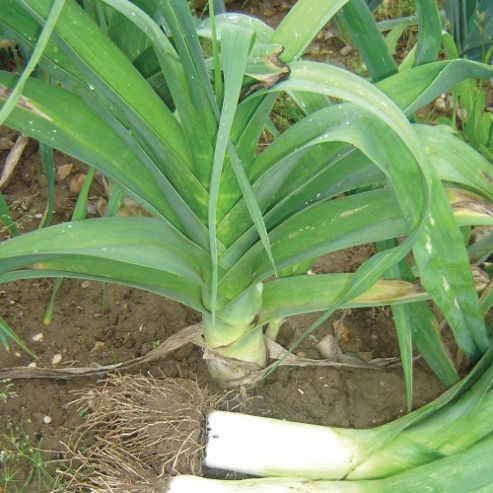 Image of Leek 'pennine' F1 Hybrid - 1 Packet (40 Leek Seeds)