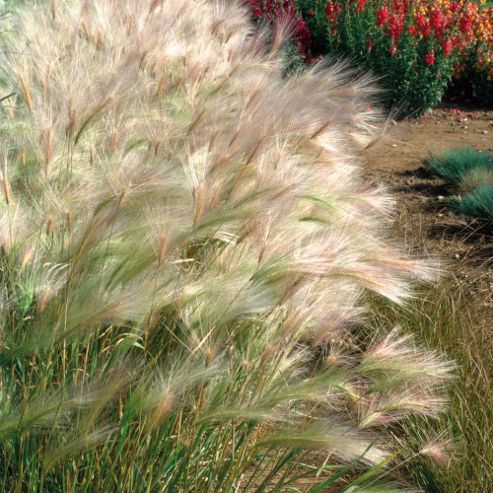 Image of Hordeum Jubatum - 1 Packet (100 Seeds)