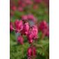 bleeding heart (Dicentra 'King of Hearts')
