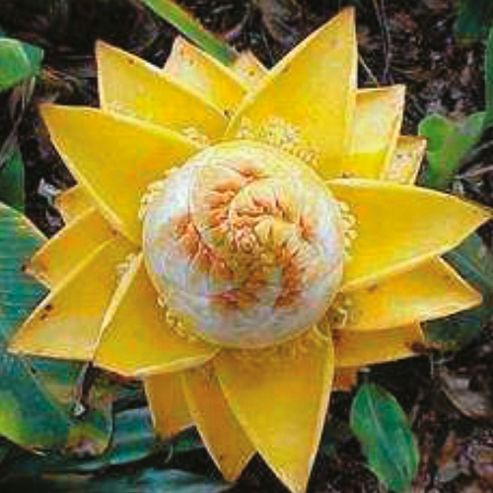 Image of Musa Lasiocarpa - 1 Packet (4 Seeds)