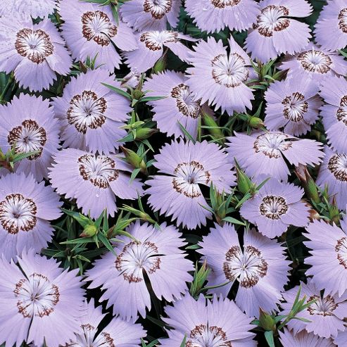 Image of Dianthus Amurensis 'siberian Blues' - 1 Packet (25 Seeds)