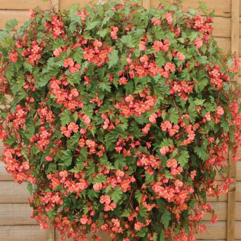 Image of Begonia 'pink Showers' - 1 Packet (20 Seeds)
