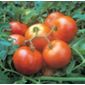 tomato (tomato 'Ailsa Craig')